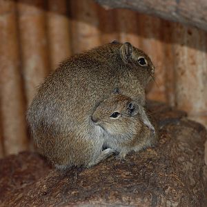 Common yellow-toothed cavy