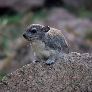 Yellow Spotted Rock Hyrax