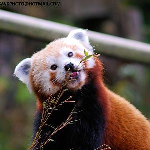 Red Panda