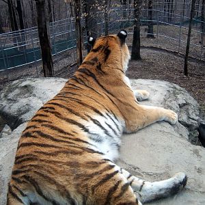 Amur Tiger