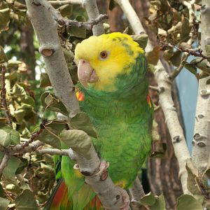 Double Yellow-headed Amazon Parrot