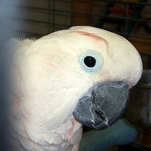 Moluccan Cockatoo