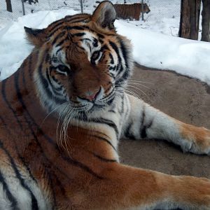 Amur Tiger