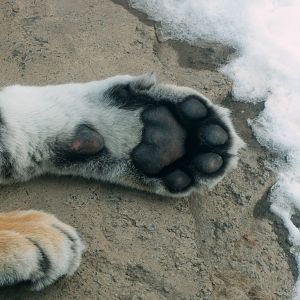 Amur Tiger Paw
