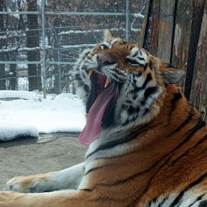 Amur Tiger