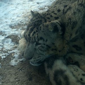 Snow Leopard