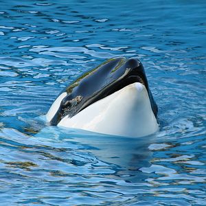 Shouka Stadium - Shouka