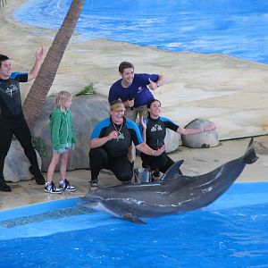 Merlins Dolphin Harbor - Bottlenose Dolphin