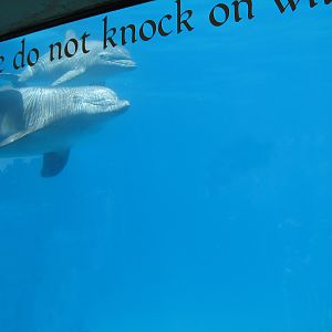 Merlins Dolphin Harbor - Holding Pool Bottlenose Dolphin and Baby