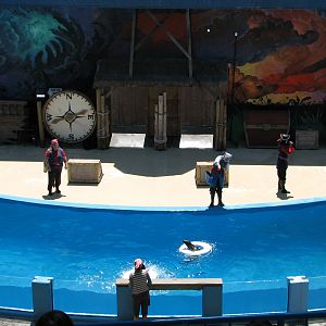 Odies Sea Lion Stadium - Show Pool