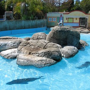 Ocean Discovery - Seal Cove - Harbor Seal and California Sea Lion Exhibit