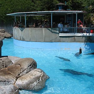 Ocean Discovery - Seal Cove - Harbor Seal and California Sea Lion Exhibit