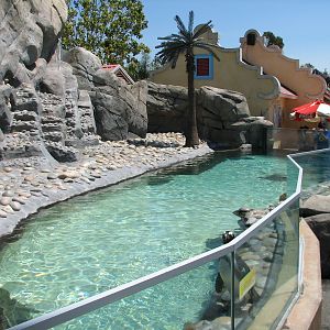 Ocean Discovery - Penguin Passage - African Penguin Exhibit