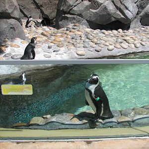 Ocean Discovery - Penguin Passage - African Penguin Exhibit