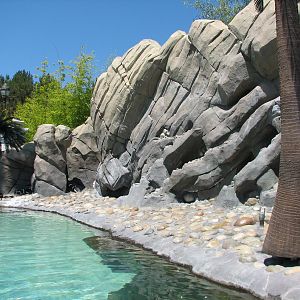 Ocean Discovery - Penguin Passage - African Penguin Exhibit