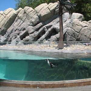 Ocean Discovery - Penguin Passage - African Penguin Exhibit