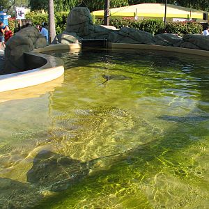 Ocean Discovery - Stingray Bay - Touchpool