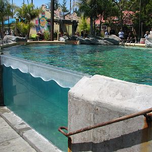 Ocean Discovery - Dolphin Encounter - Bottlenose Dolphin Exhibit