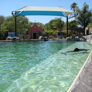 Ocean Discovery - Dolphin Encounter - Bottlenose Dolphin Exhibit