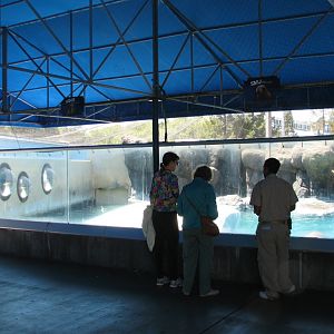 Jockos Walrus Experience - Abovewater Viewing Area