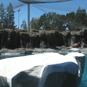 Jockos Walrus Experience - Walrus Exhibit