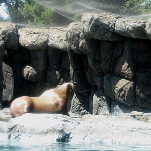 Jockos Walrus Experience - Walrus Exhibit