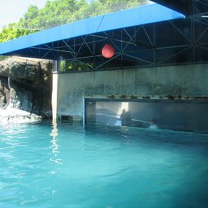 Jockos Walrus Experience - Walrus Exhibit
