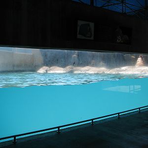 Jockos Walrus Experience - Underwater Viewing Area