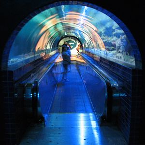 Shark Experience - Tunnel through Main Tank