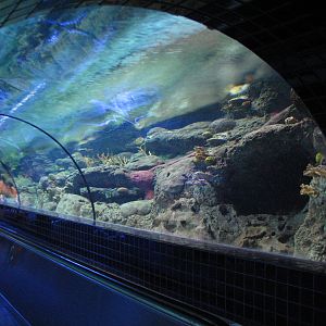 Shark Experience - Tunnel through Main Tank