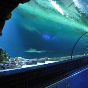 Shark Experience - Tunnel through Main Tank