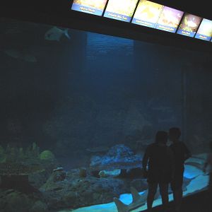Shark Experience - Main Tank Viewing Area