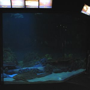 Shark Experience - Main Tank Viewing Area