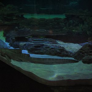 Shark Experience - Main Tank - Zebra Shark and Smalltooth Sawfish