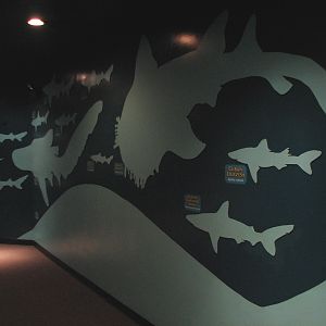 Shark Experience - Hall