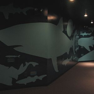 Shark Experience - Hall