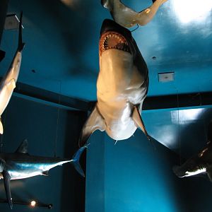 Shark Experience - Display Hall