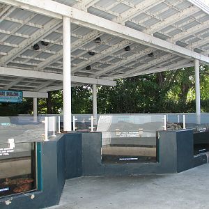 Shark Experience - Shark Shallows Exhibit