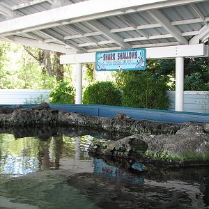 Shark Experience - Shark Shallows Exhibit