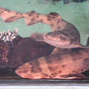 Shark Experience - Shark Shallows Exhibit - Bamboo Sharks