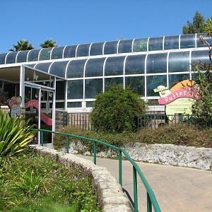 Butterfly - Exterior