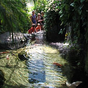 Butterfly - Koi Pond