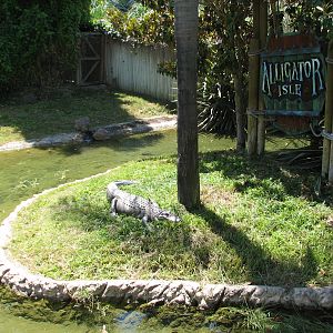 Alligator Isle - American Alligator