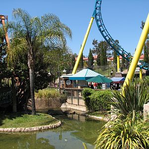 Alligator Isle - American Alligator