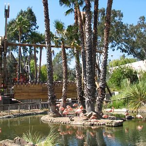 Flamingo Exhibit