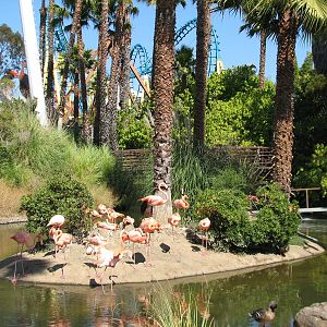 Flamingo Exhibit