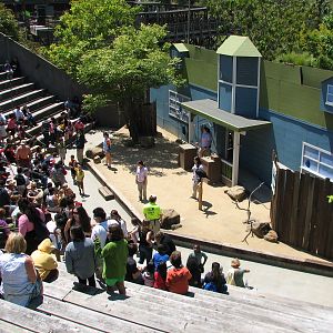 Bird Theater - Show Stage