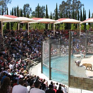 Odins Temple of the Tiger - Amphitheater