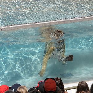 Odins Temple of the Tiger - Bengal Tiger Diving