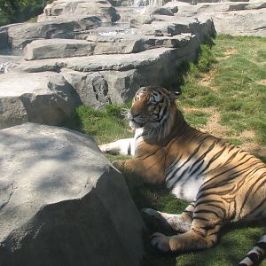 Odins Temple of the Tiger - First Exhibit